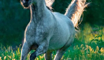 “Galopades” : Un hommage visuel à la liberté et à la majesté des chevaux sauvages