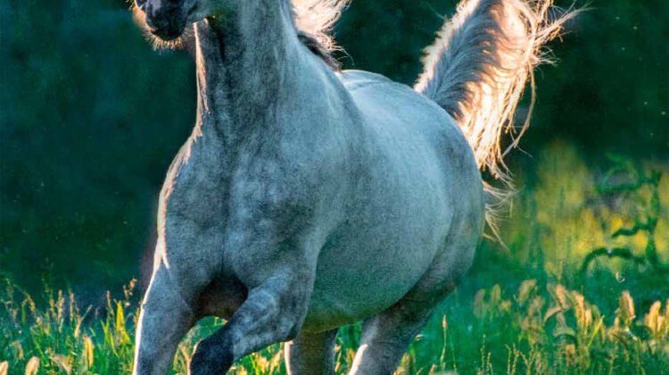 « Galopades » : Un hommage visuel à la liberté et à la majesté des chevaux sauvages